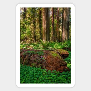 Fallen Redwood Sticker